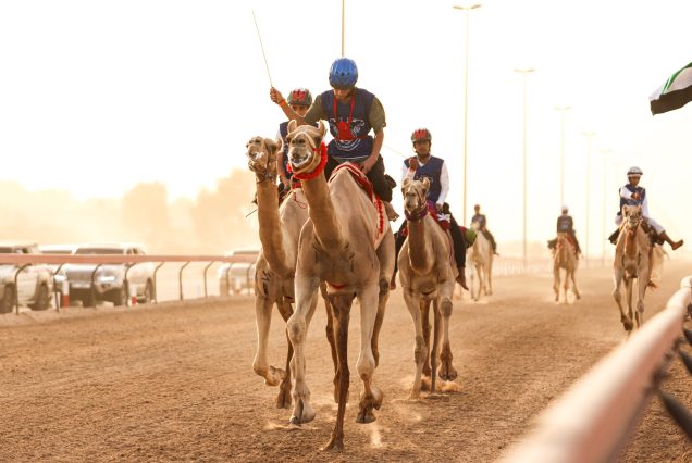 Desert Rides – Authentic Camel Riding Experience