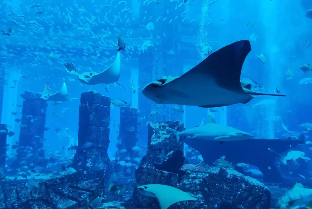 The Lost Chambers Aquarium Dubai