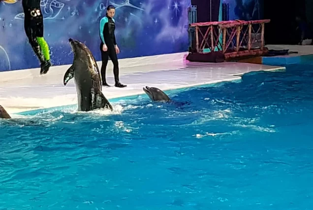 Dubai Dolphinarium Show