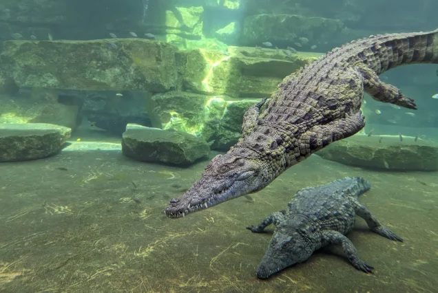 Dubai Crocodile Park